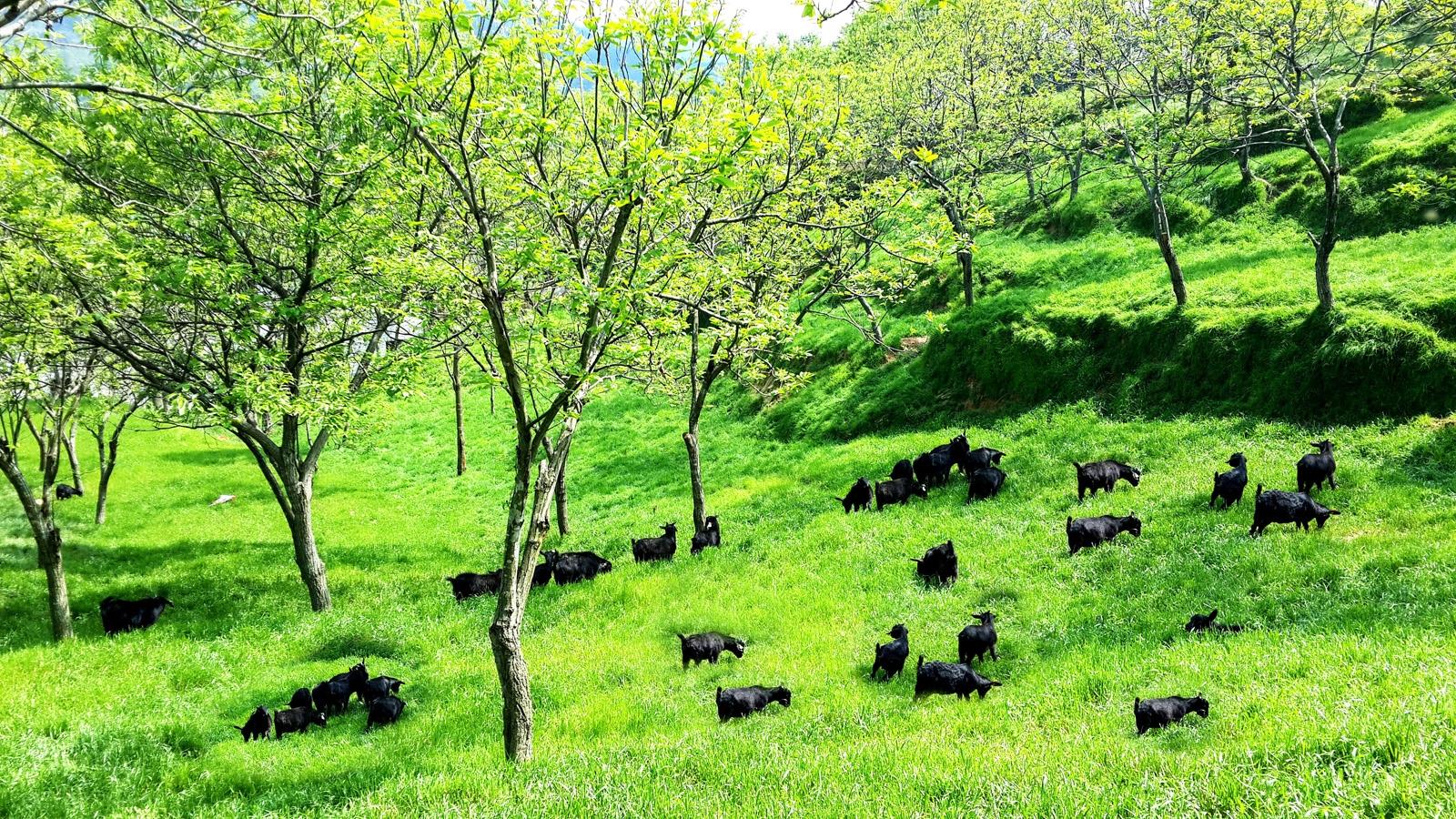 大别山黑山羊绿地放牧.晒九资河茯苓.罗田板栗丰收了.