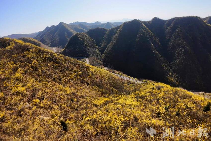 郧阳区大柳乡连翘花开春意浓产业致富促振兴