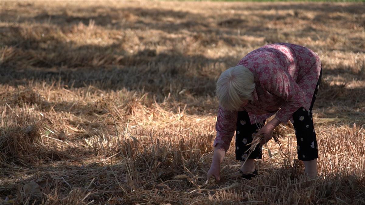 你不知道的追麦故事⑥泪目七旬老人弯腰拾麦穗一株都不能浪费