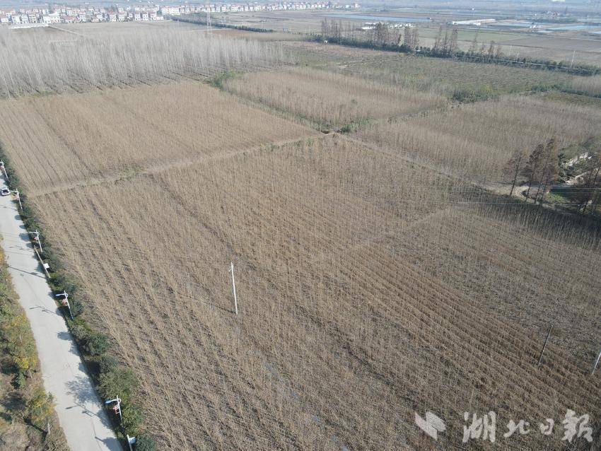 建设“万树村” 十八万棵苗木在分水镇落地生根 - 湖北日报新闻客户端