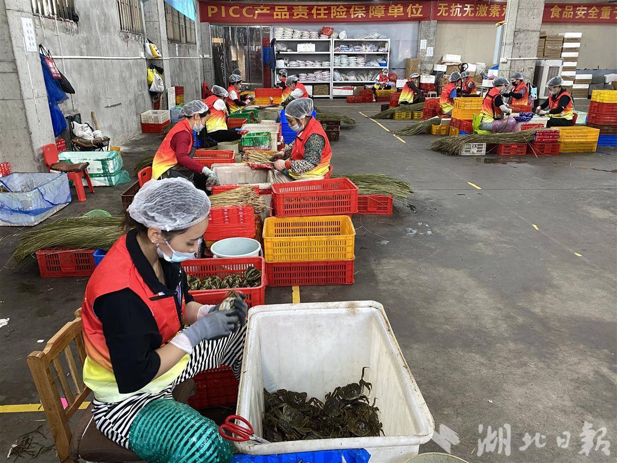 工人正在用马莲草捆扎大闸蟹，随后通过顺丰冷链发往全国各地。（记者刘天纵摄）.JPG