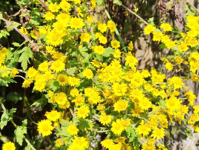 竹山野菊花傲霜斗寒吐芬芳