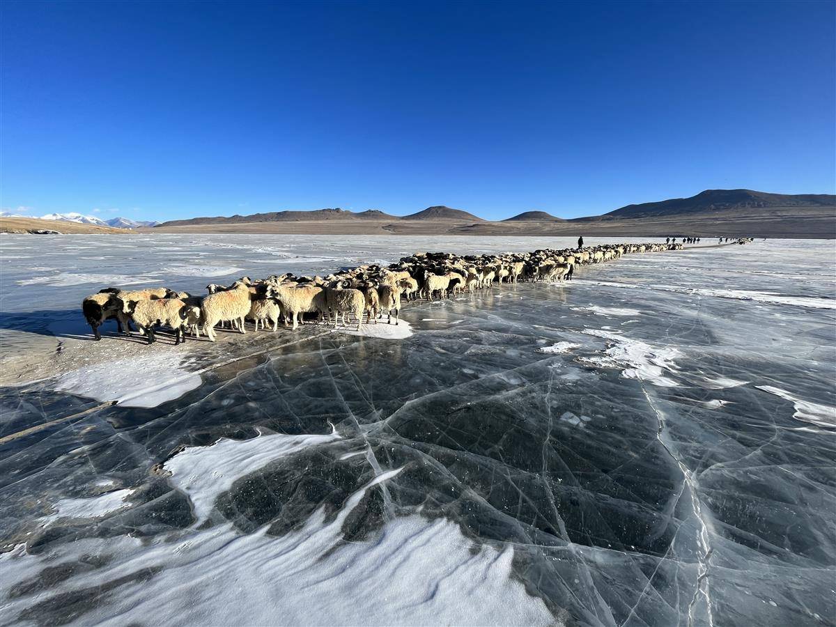 IMG_6996 羊群穿过海拔5010米的普姆雍错冰面.JPG