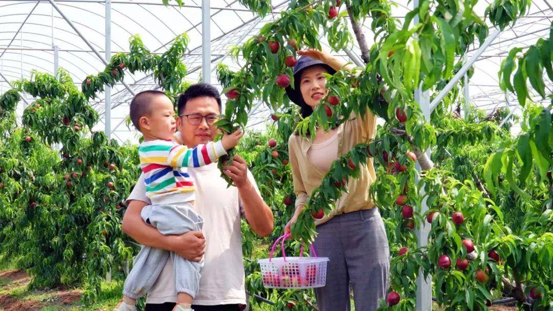 市民在孝昌县丰山镇七仙红桃产业园采摘桃子。（受访者供图）.jpg