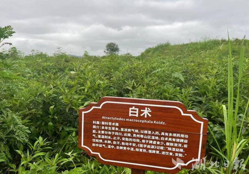 麻城财政：“种”下中草药 “长”出新产业 ——宋埠镇谢店古村千亩药田绘就幸福生活 - 湖北日报新闻客户端