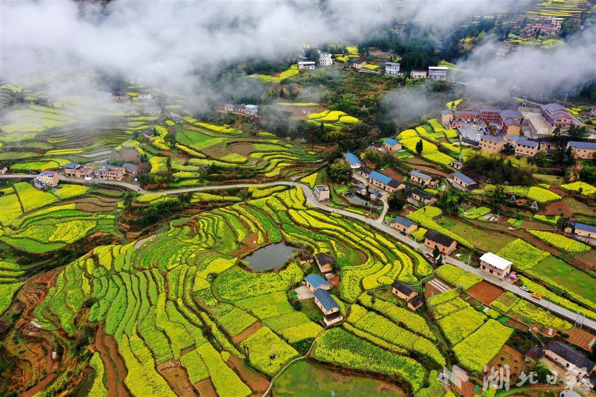 巴东最美特色油菜花海等你来 - 湖北日报新闻客户端