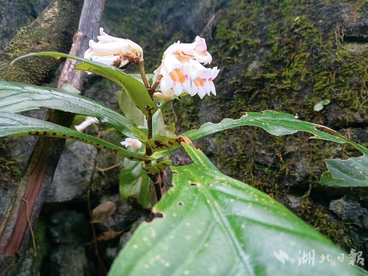 咸丰半蒴苣苔可别小看