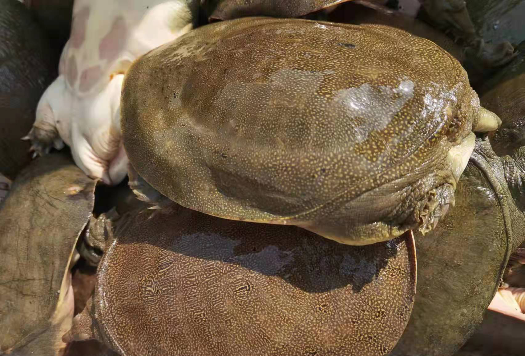 应城汤池温棚养甲鱼