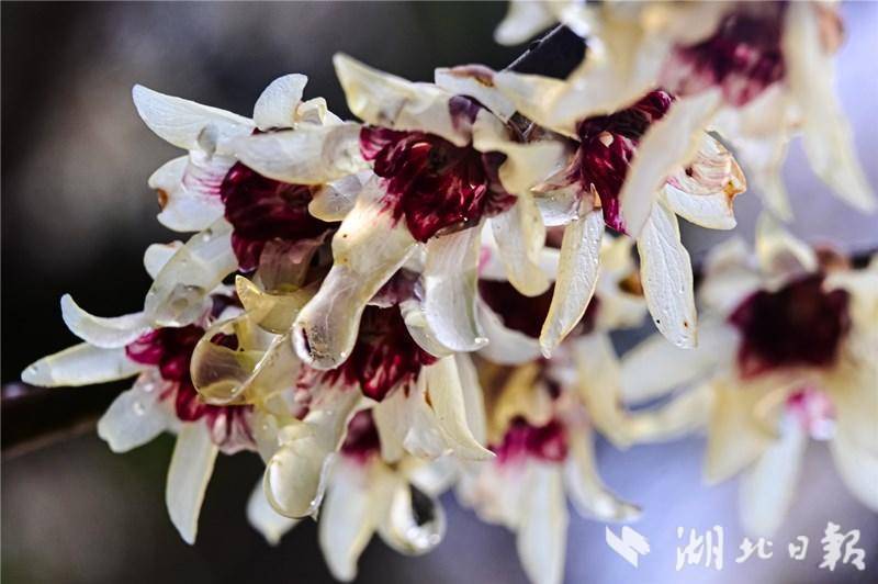 湖北省竹山县太和梅花谷景区梅花盛开满"谷"香