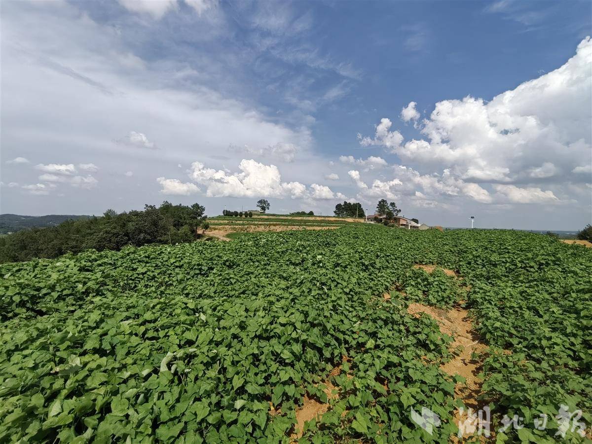 湖北省松滋天气预报 湖北省松滋天气预报