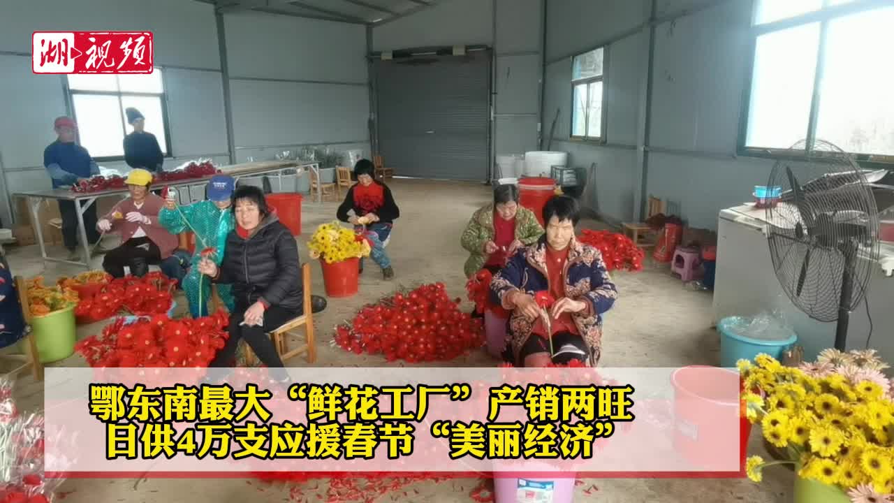 鄂东南最大“鲜花工厂”春节产销旺  日供4万支绽放“美丽经济”