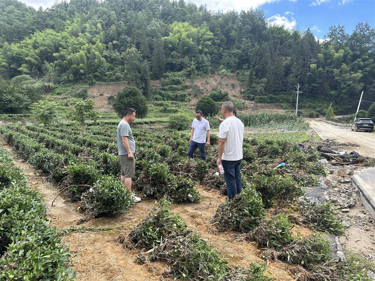 7月3日,咸丰县农业农村局工作人员在白水坝附近茶园核查灾情.jpg 7月3日,咸丰县农业农村局工作人员在白水坝附近茶园核查灾情.jpg