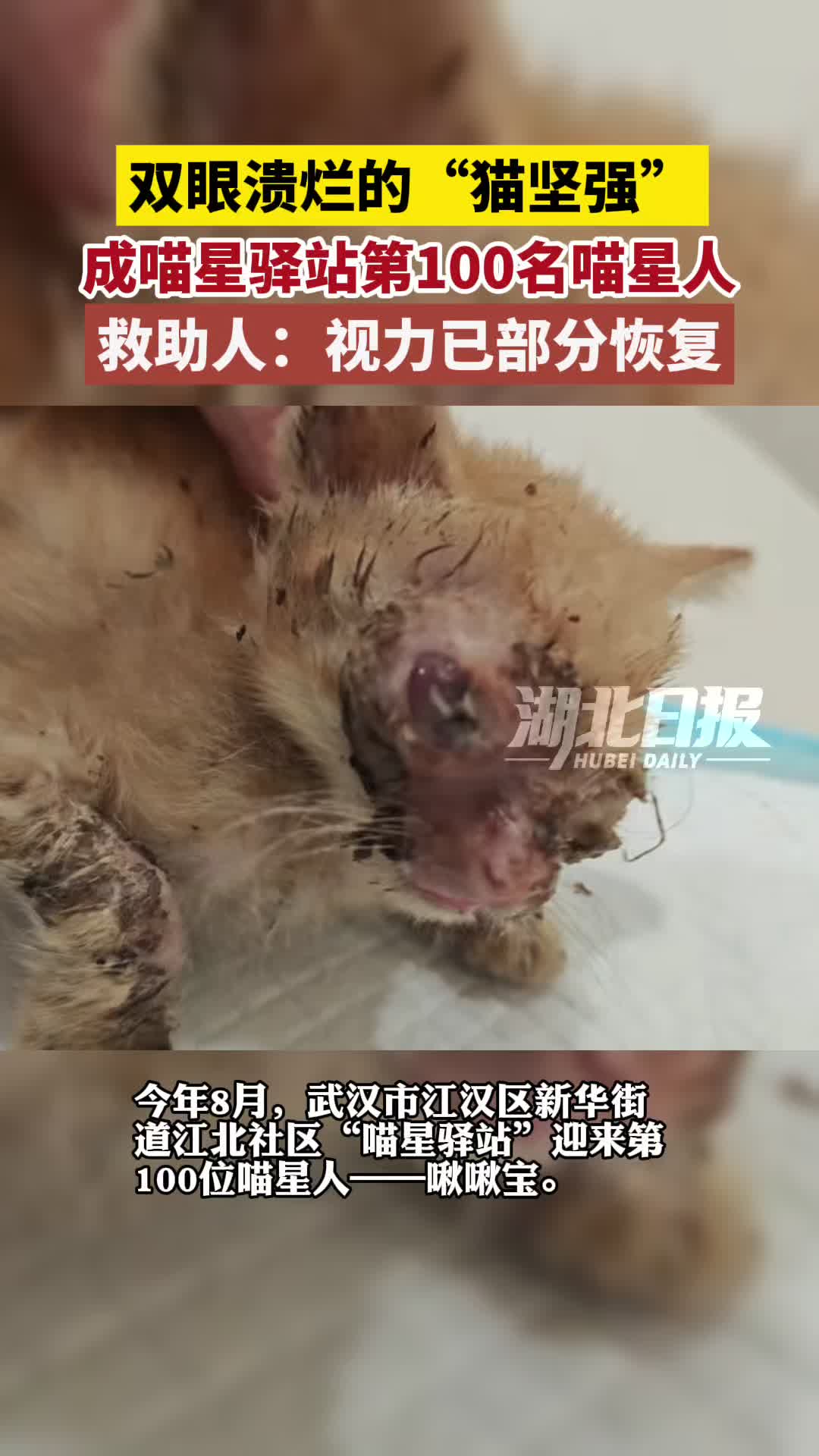红姑，与她的102只猫