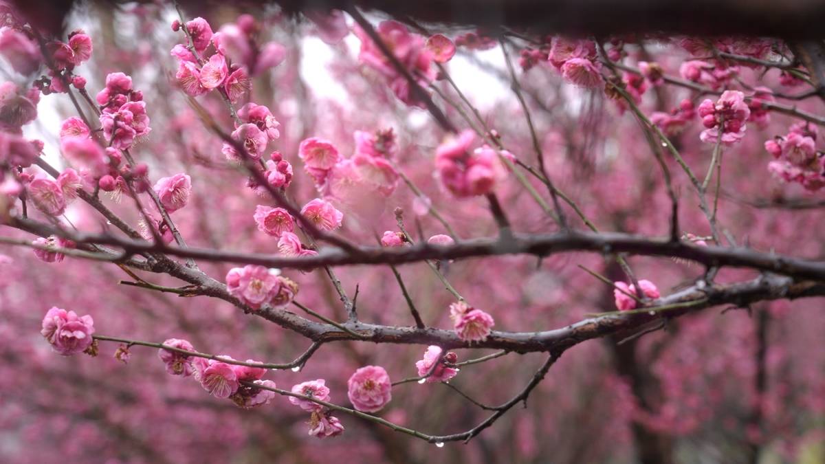 静帧 2026-02-07 082251_1.1.1.jpg