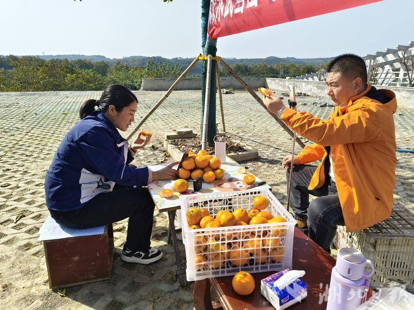 丹江口市凉水河镇：直播助农与爱心收购齐发力 共解桔农销售难题 - 湖北日报新闻客户端