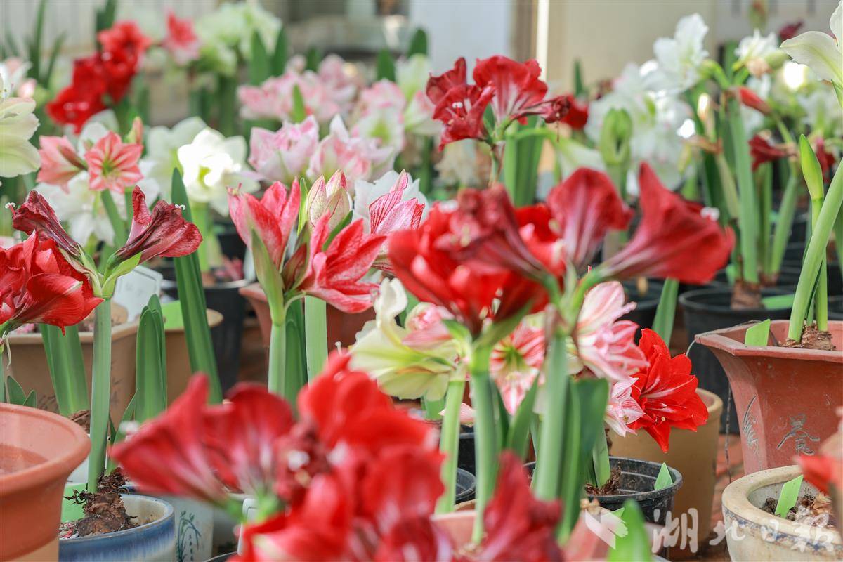 朱顶红 嘉芮摄 (2).jpg