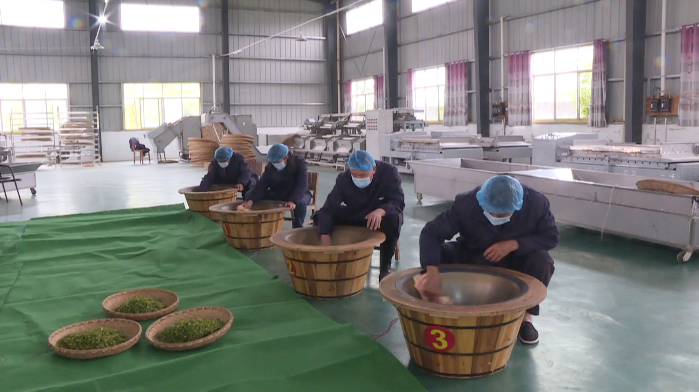 炒茶制茶20年，一片匠心制好茶 - 湖北日报新闻客户端