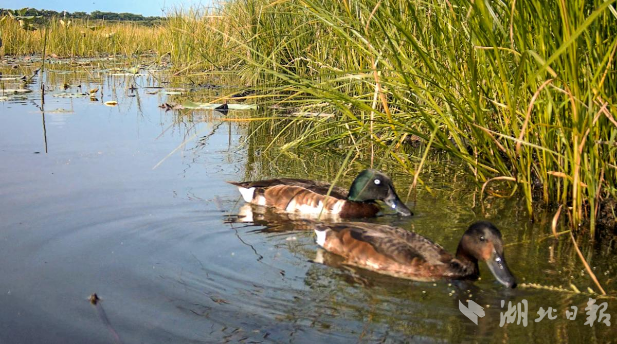 cb202506152203523738617lot.jpg cb202506152203523738617lot.jpg