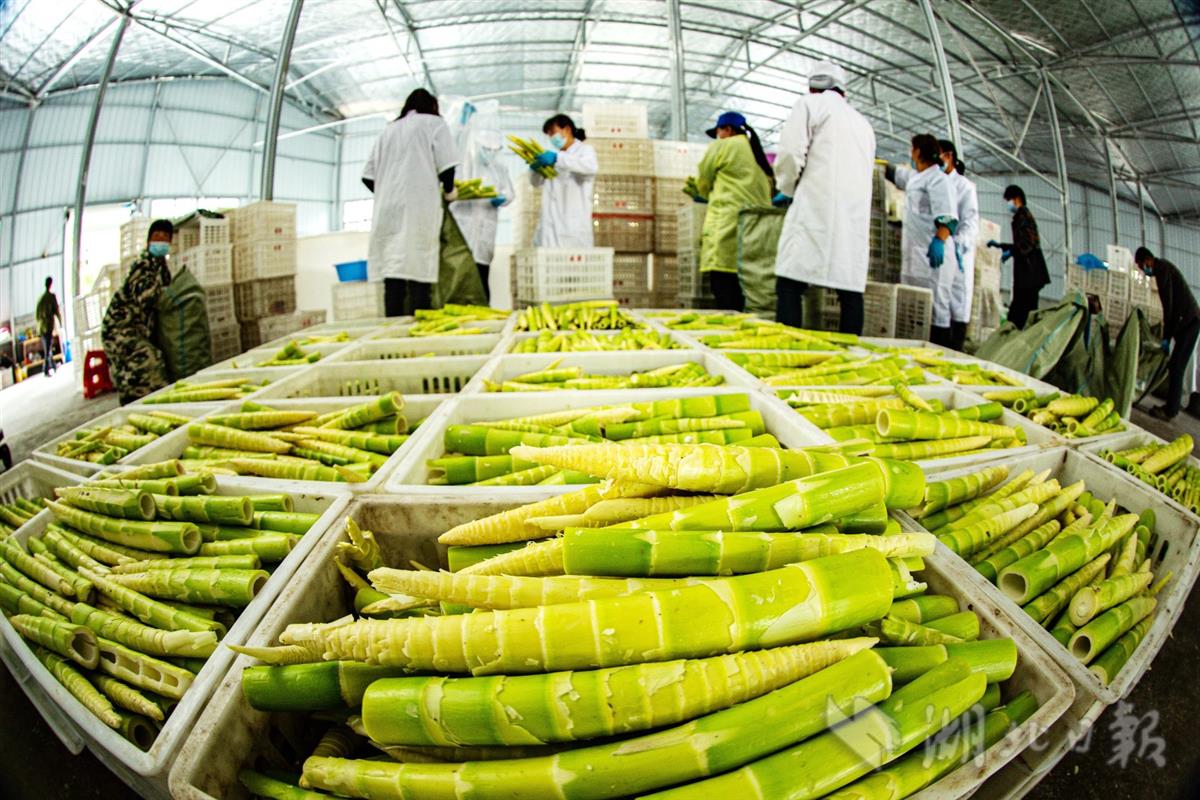 竹山培育竹产业