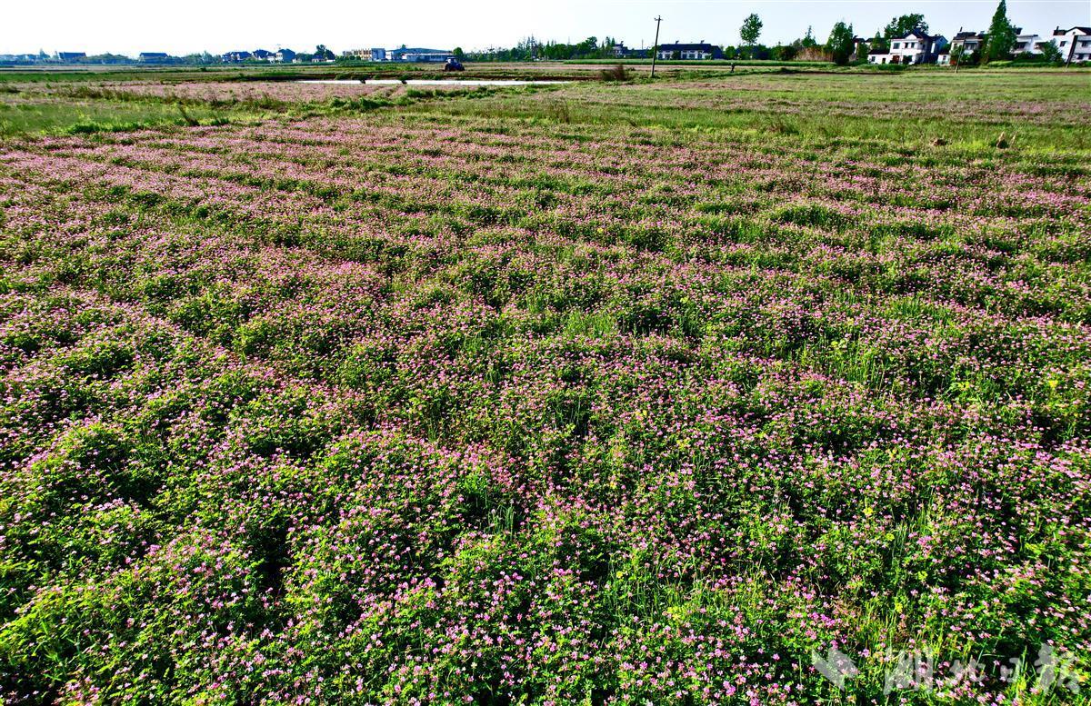 紫云英中春耕忙