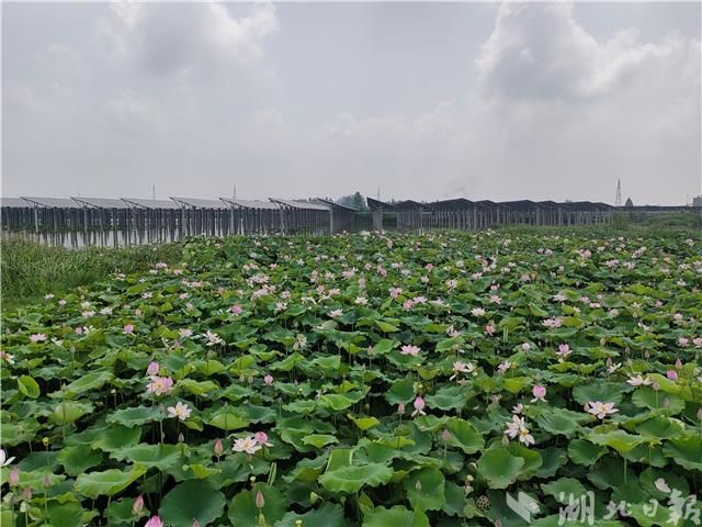 汉川市南河乡莲叶好风景光伏好钱景