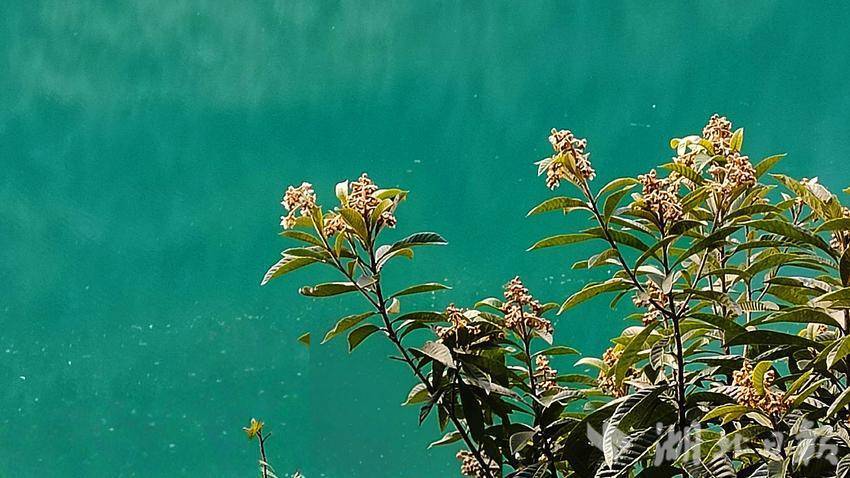 邂逅夕阳下的芭蕉河