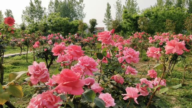 襄阳600亩月季花竞相绽放