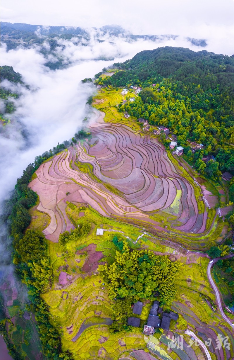 利川长坪村悬崖上的指纹梯田美爆了