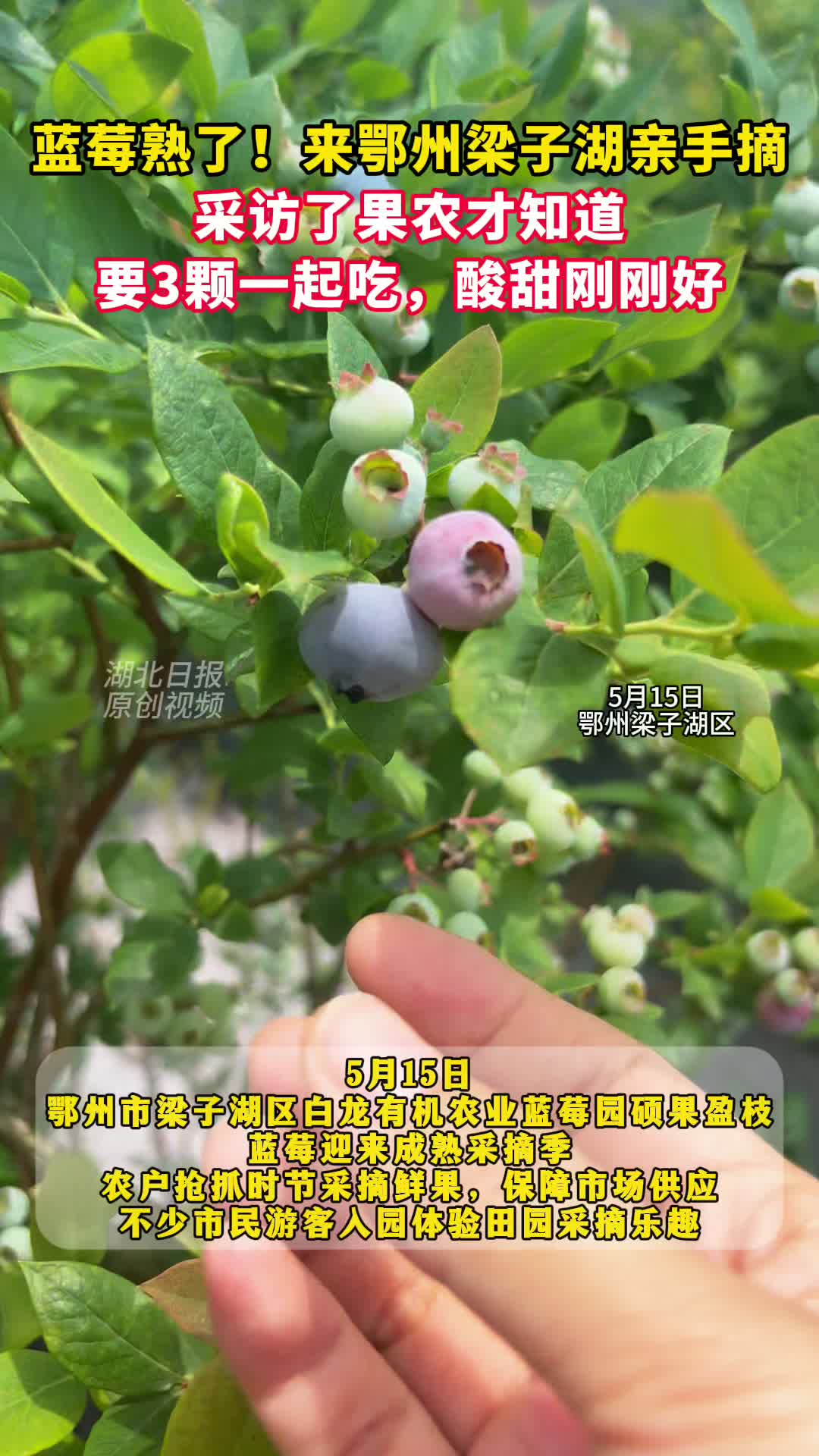 梁子湖蓝莓熟啦！亲手摘更甜，三颗同吃是精髓！
