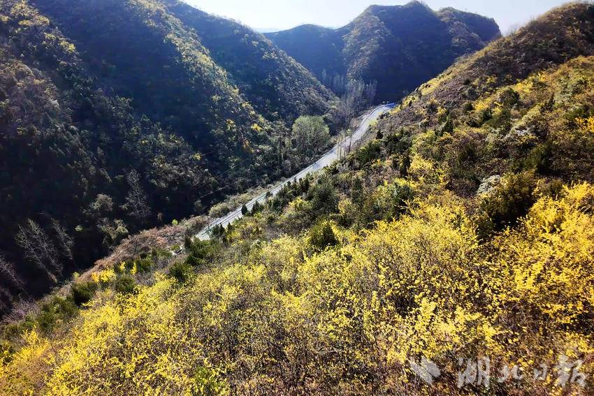 郧阳区大柳乡连翘花开春意浓产业致富促振兴