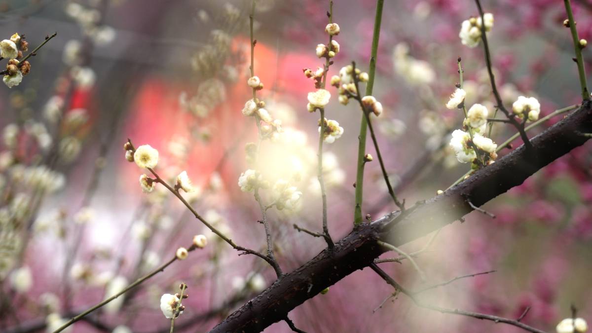 静帧 2026-02-07 082234_1.19.1.jpg