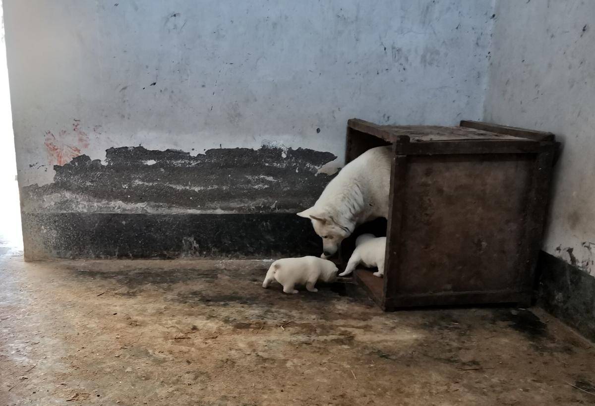 襄阳动物园白狼首次产崽双胞胎狼宝宝满月后将和游客见面
