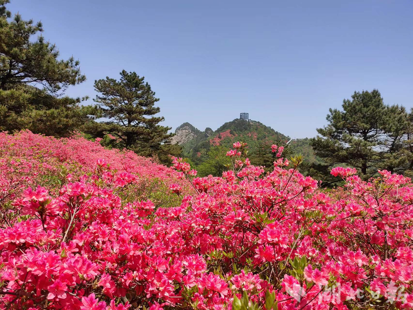 【杜鹃文圃】杜鹃花开红艳艳 - 湖北日报新闻客户端