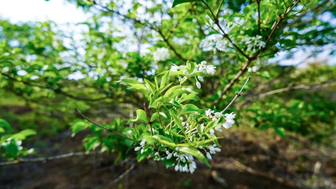 快来带你感受大悟珍珠花之美