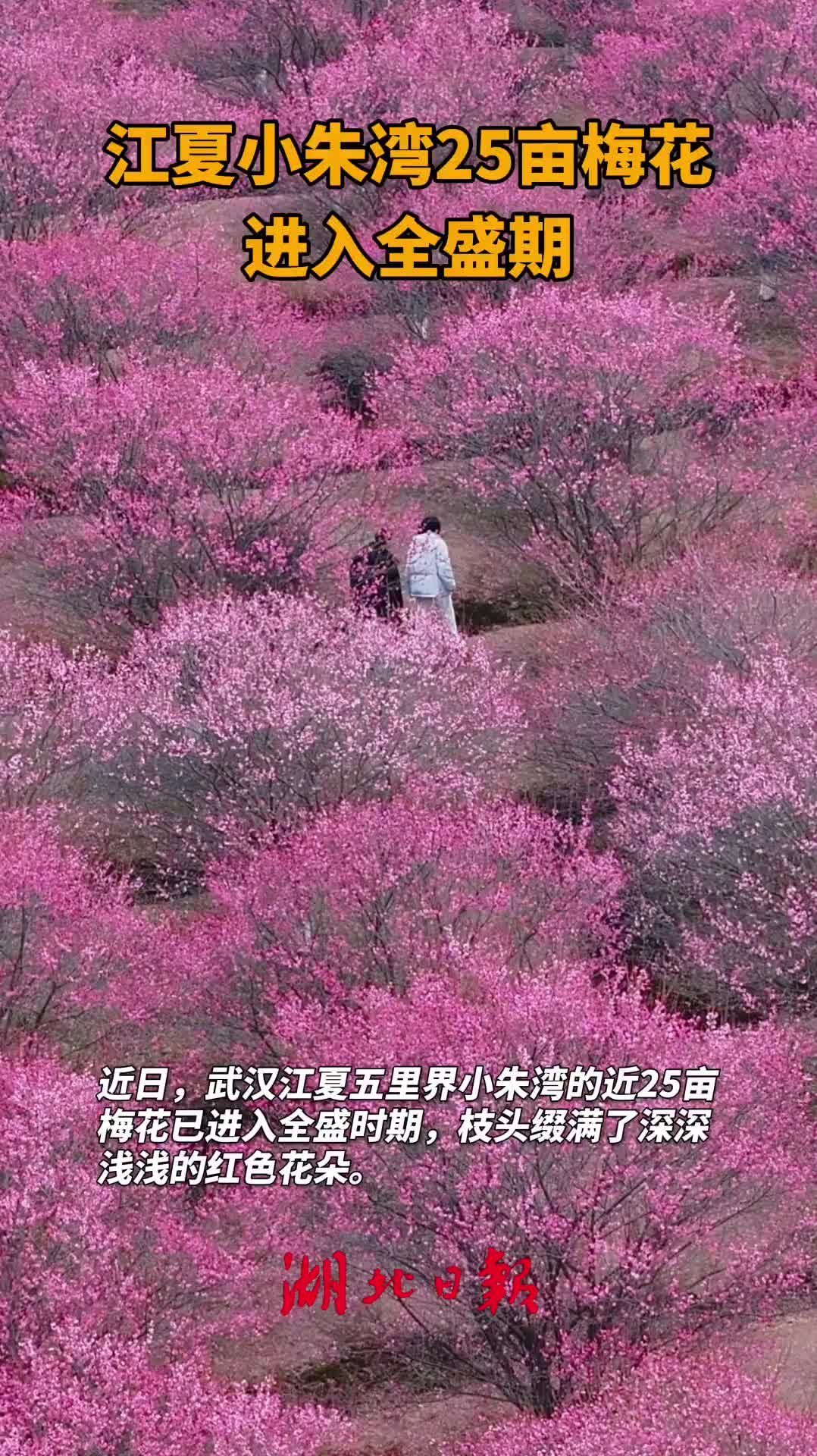 江夏小朱湾25亩梅花进入全盛期