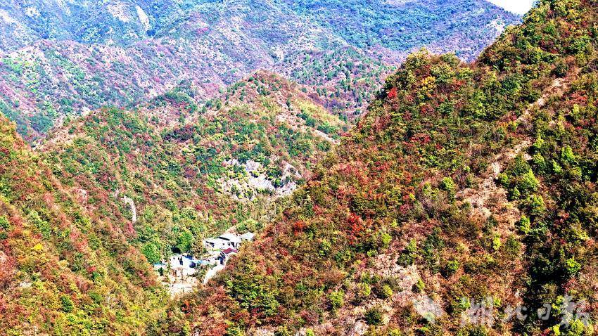 郧阳区大柳乡红叶满山美不胜收