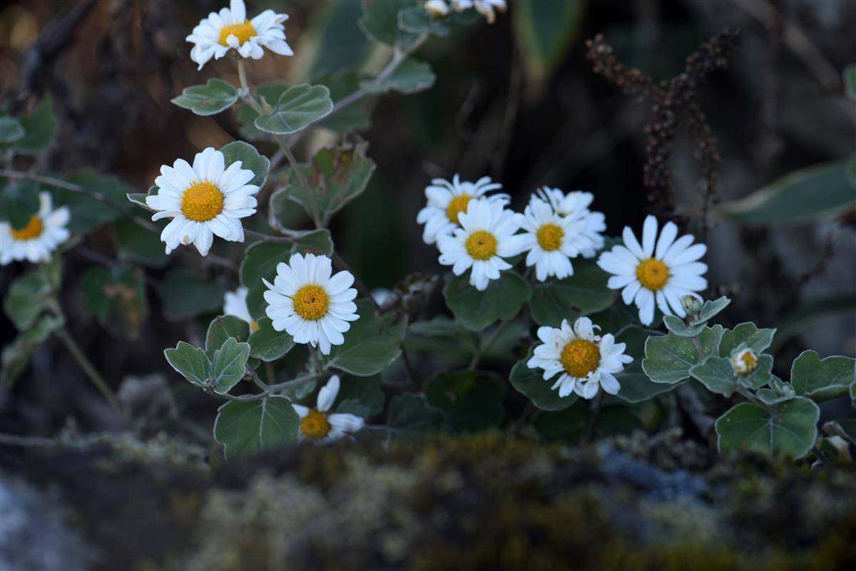 大别山菊