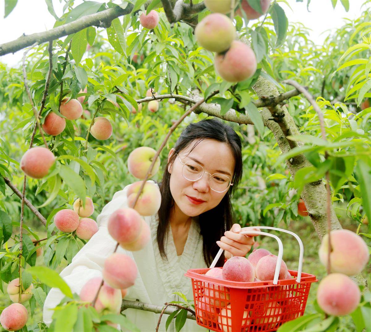 游客在安陆李白村里采摘。（受访者 供图） (2).jpg