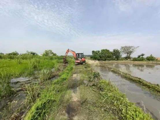 农田积水幸好及时排涝