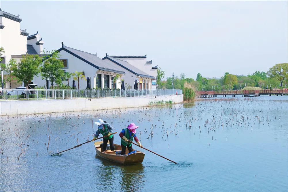 孝昌县七里湖:精心呵护"城市绿肺" 水清草绿绘就生态新画卷