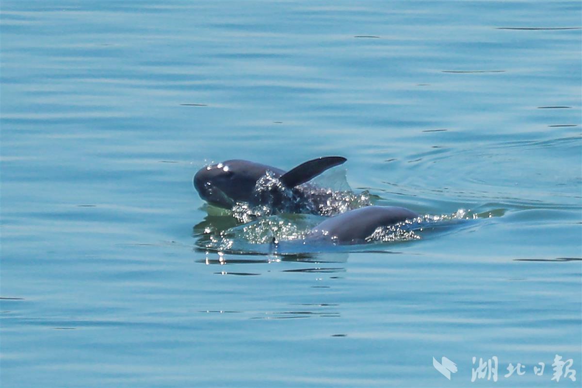 长江江豚舞"蹁跹" - 湖北日报新闻客户端
