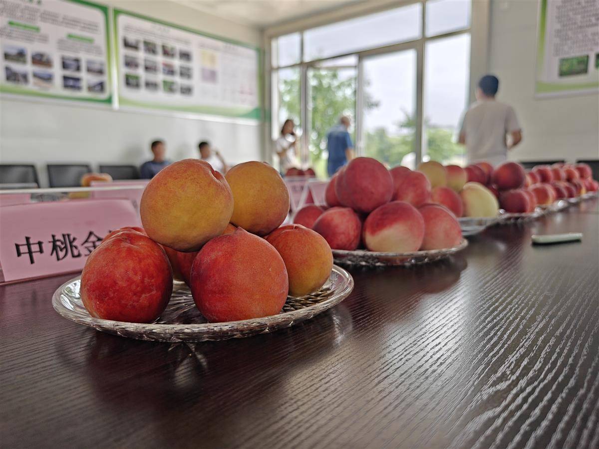 宜城市流水镇：大棚西瓜管护忙 设施农业效增长