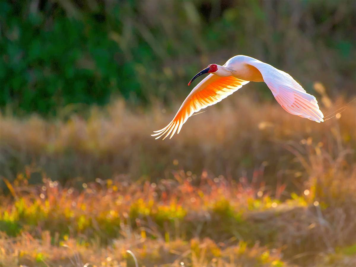 董寨国家自然保护区内，朱鹮出没。（罗山县委宣传部供图）