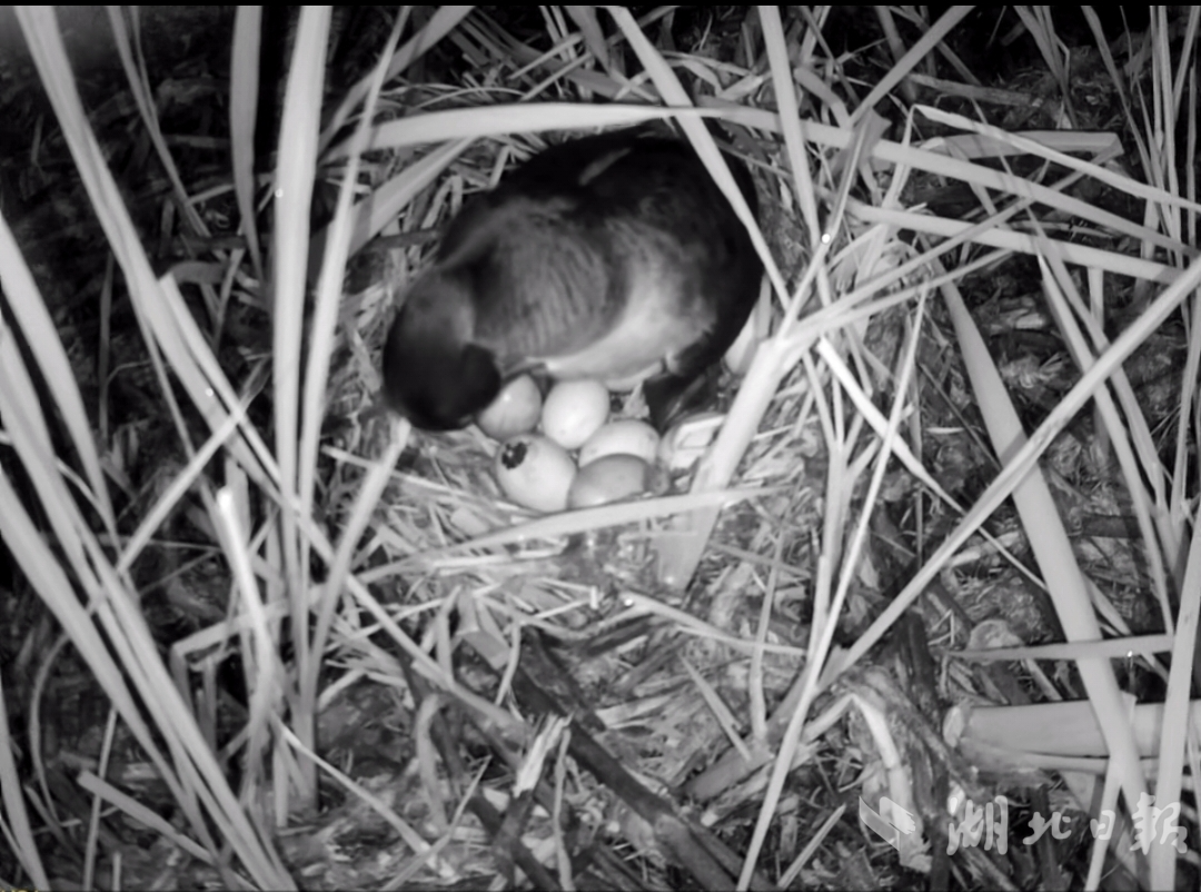 微信图片_2025-08-07_175144_276.jpg 微信图片_2025-08-07_175144_276.jpg