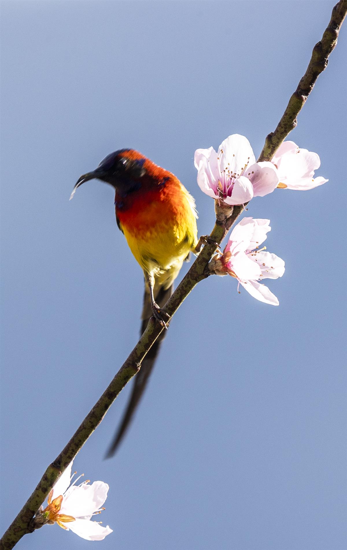 蓝喉太阳鸟 (2).jpg