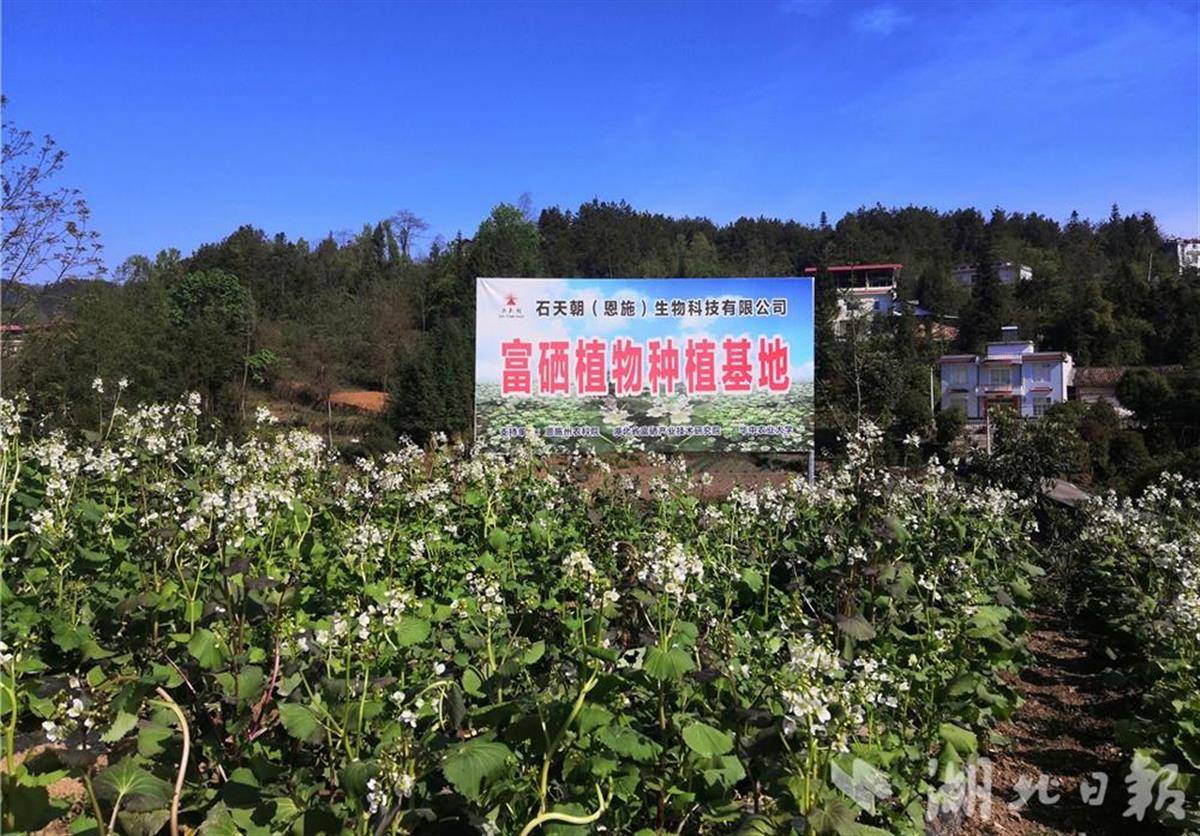 富硒“堇叶碎米荠”富民富乡村 - 湖北日报新闻客户端