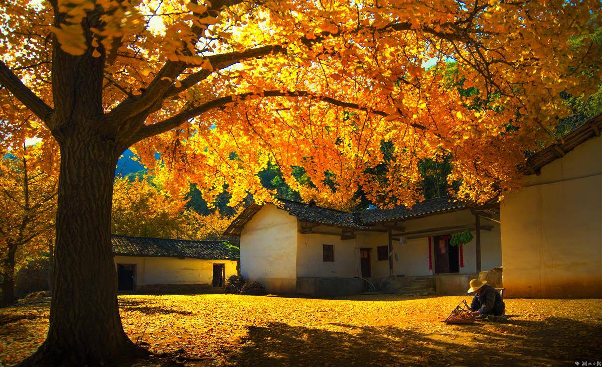 这里,惊艳了时光! - 湖北日报新闻客户端