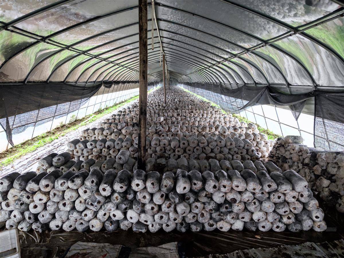 大棚蘑菇即将丰收,春节上市走上餐桌 - 湖北日报新闻客户端