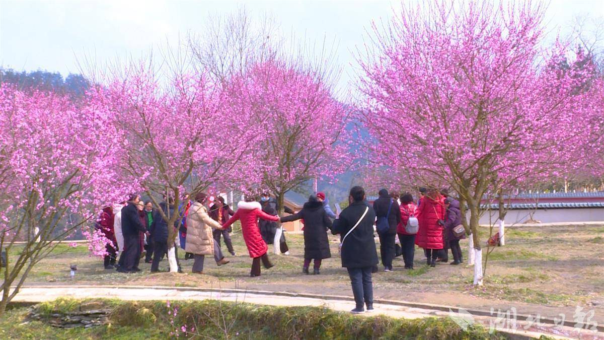 2月24日,随着气温回暖,来凤县革勒车镇正南梅园迎来游客高峰,来自周边