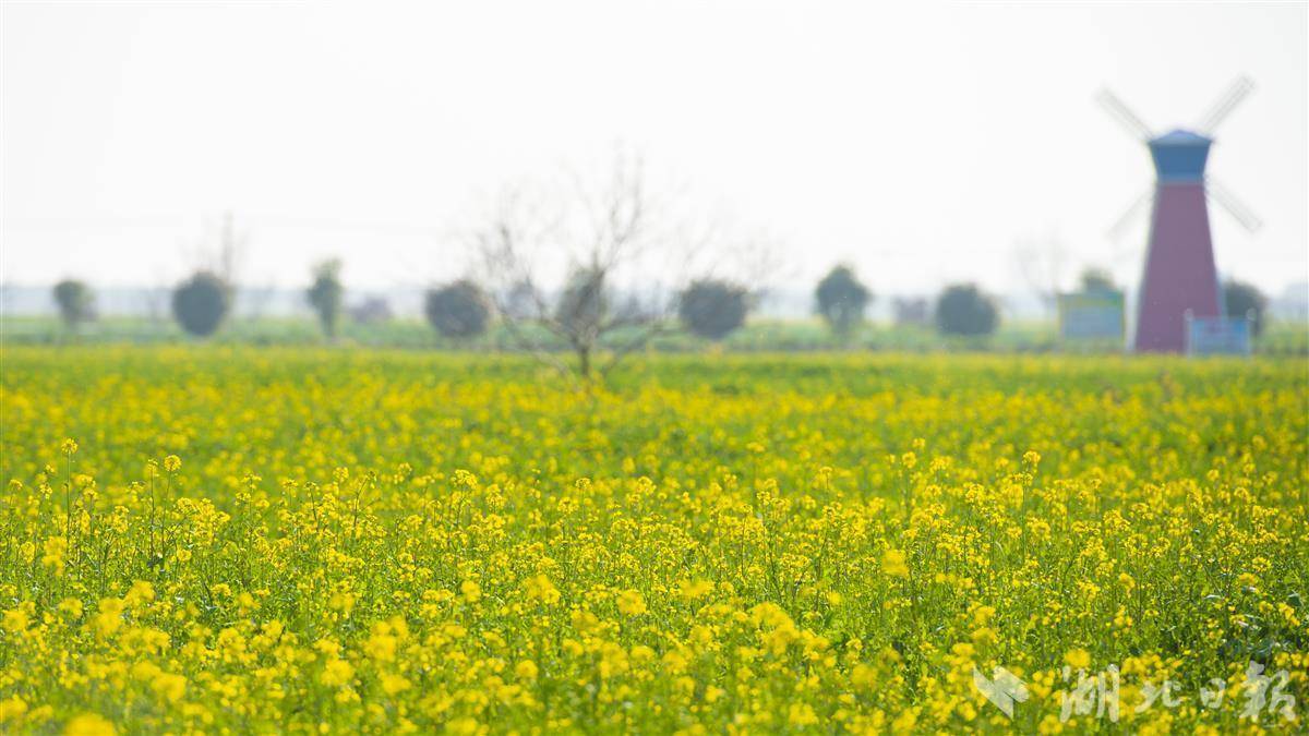 蔡甸区消泗乡油菜花图片